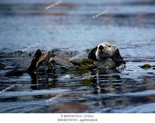 sea otter (Enhydra lutris), wrapped in kelp (Macrocystis pyrifera), USA, California, Monterey Bay
