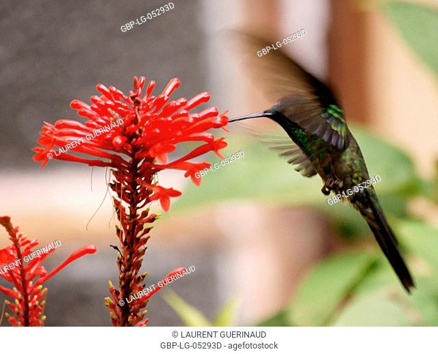 Hummingbird, North Coast, Camburi, São Paulo, Brazil