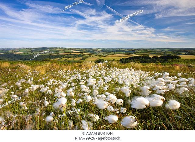 Cotton grass growing on the moorland at Dunkery Hill, Exmoor National Park, Somerset, England, United Kingdom, Europe