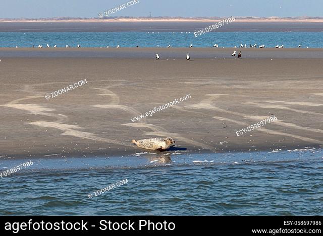 Harbor seal on the beach of Langeoog