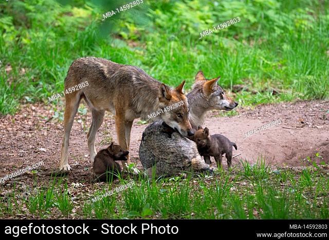 Wolves with wolf pups at den, summer, Germany, Europe
