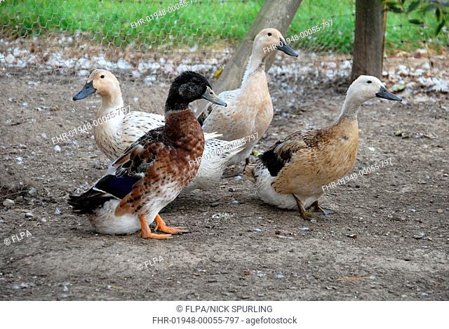 Domestic Duck, Abacot Ranger, adult male and three females, Hertfordshire, England
