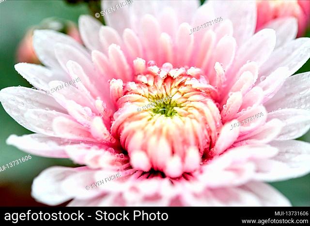pink flower with its delicate blossoms in spring