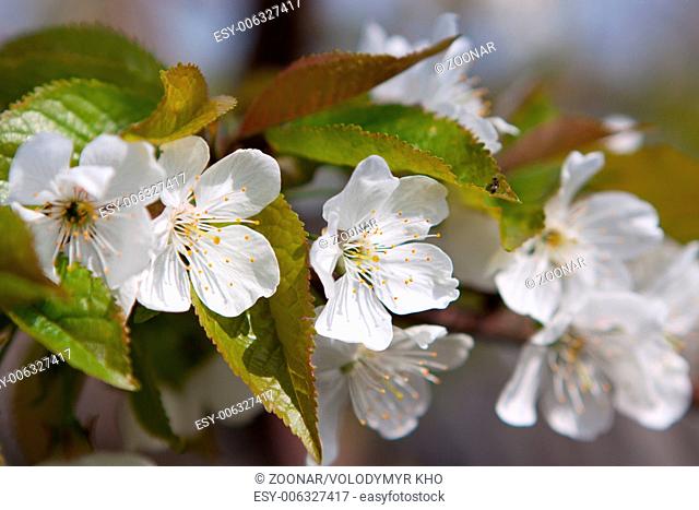 white apricot flowers