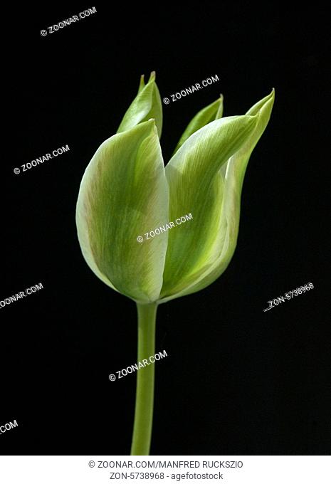 Viridiflora Tulpen, Spring Green