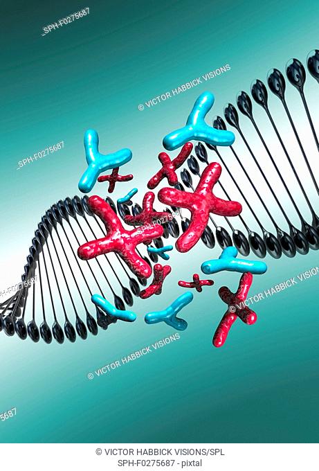 DNA with chromosomes, illustration