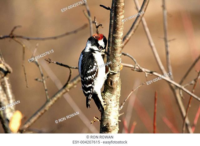 Woodpecker Downy Picoides pubescens male
