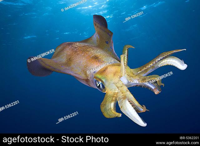 Lesson's Squid, Daedalus Reef, Red Sea, Egypt (Sepioteuthis lessoniana)