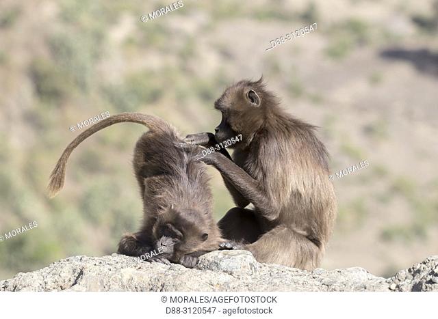 Africa, Ethiopia, Rift Valley, Debre Libanos, Gelada or Gelada baboon (Theropithecus gelada), adult female with a young, grooming