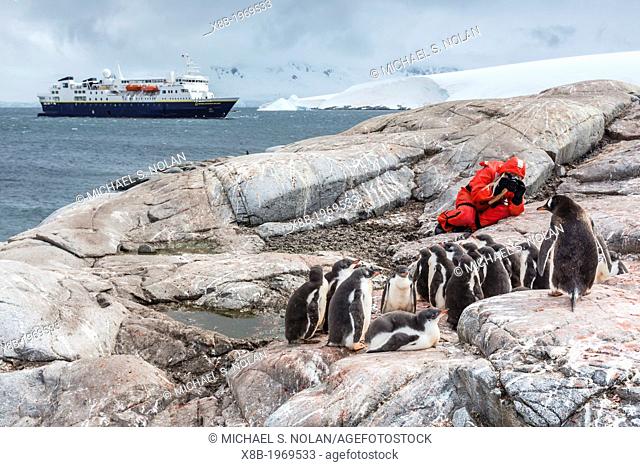 Staff from the Lindblad Expedition ship National Geographic Explorer (shown here is Photo Instructor CT Ticknor) photographing gentoo penguins at Jougla Point
