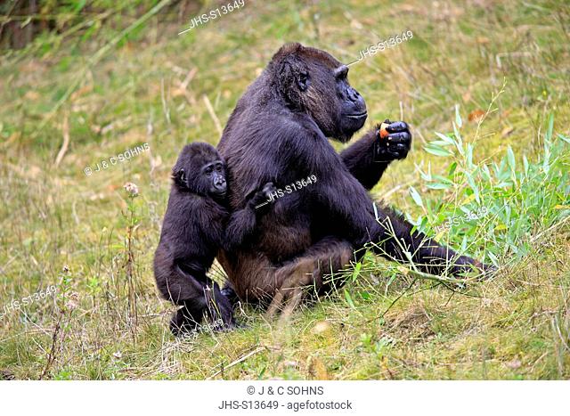 Lowland Gorilla, Gorilla gorilla, Africa, adult female with young feeding