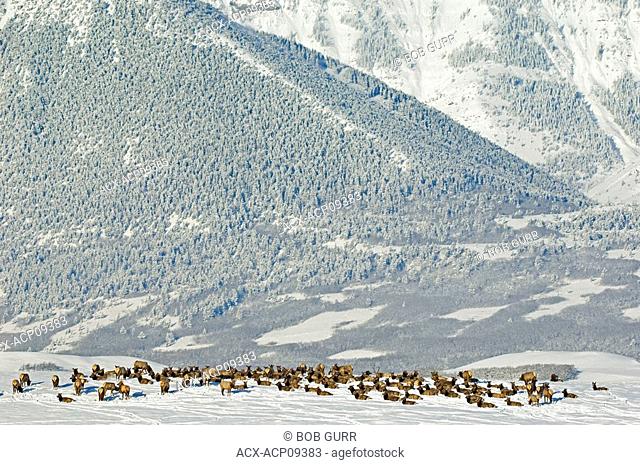 Elk Herd Cervus elaphus resting and grazing in snow-covered meadow at the base of Bellview Mountain, Waterton Lakes National Park, Southwest Alberta, Canada