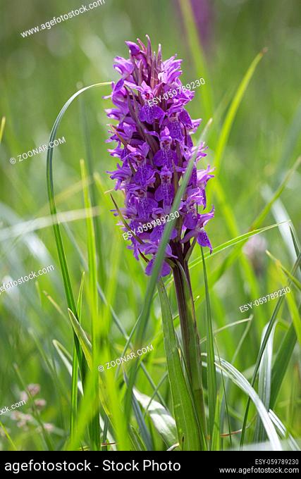 Wilde Orchidee auf der Kanalinsel Jersey, UK