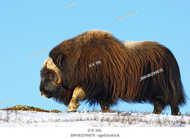muskox (Ovibos moschatus), in snow, side view, Norway, Dovrefjell Sunndalsfjella National Park