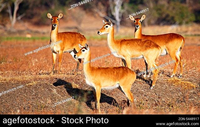 Pukus im South Luangwa Nationalpark, Sambia; Kobus vardonii; pukus, South Luangwa Nationalpark, Zambia