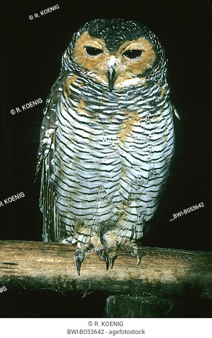 spotted wood owl (Strix seloputo), on a branch
