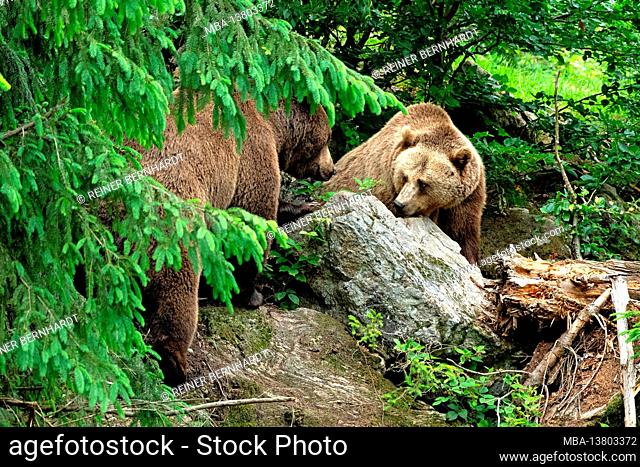 Brown bears in spring