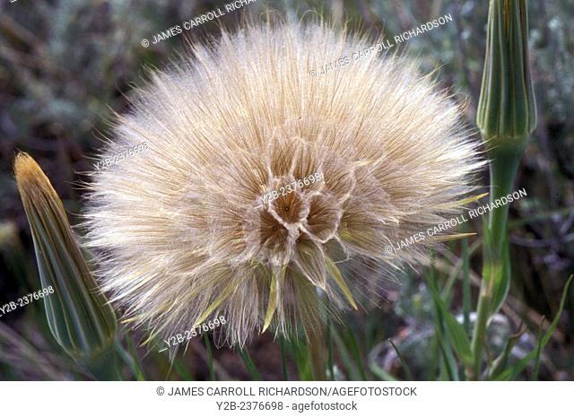 Oyster Plant has scientific name of Tragopogon porrifolius and is a plant cultivated for its ornamental flower, edible root, and herbal properties