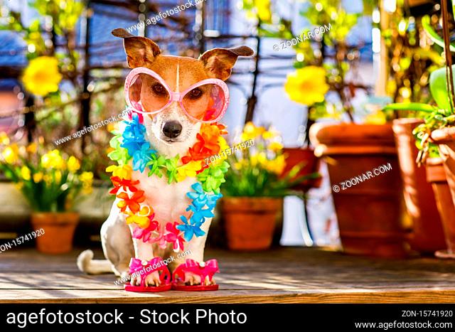 gay Jack russell dog relaxing on balcony with sunglasses in summer or spring vacation holidays