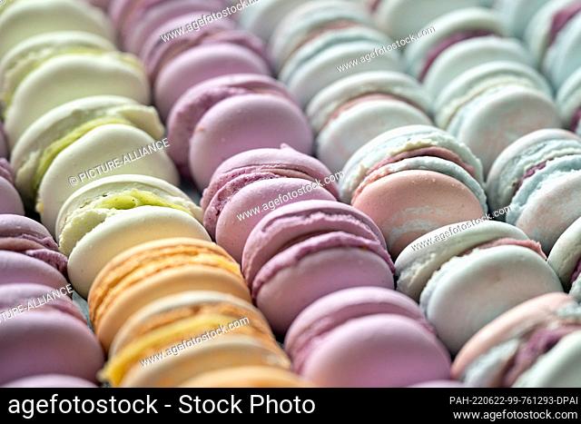 22 June 2022, Saxony, Dresden: The French meringue Macaron is on a tray in a bakery. Photo: Sebastian Kahnert/dpa. - Dresden/Saxony/Germany