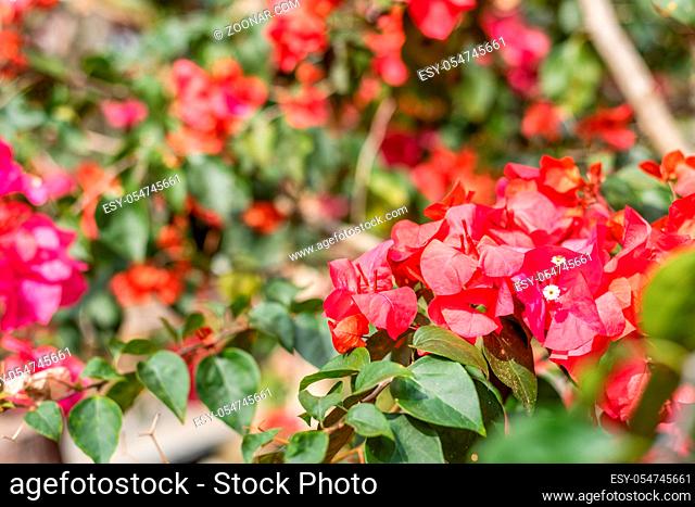 purple bougainvillea flowers in the outdoor, concept of nature background