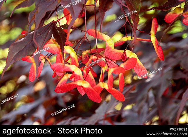 Japanischer Ahorn (Acer japonicum) - Blätter und Früchte