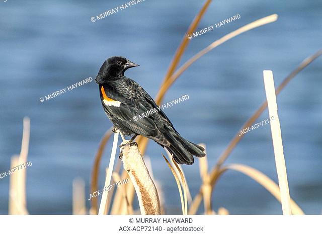 Red-winged Blackbird (Agelaius phoeniceus) Sitting on reeds in the sunlight. Frank Lake, Alberta, Canada