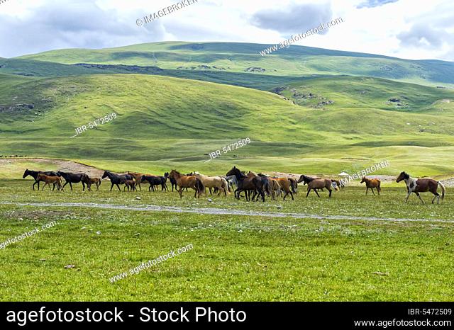 Horses running in the Naryn Gorge, Naryn region, Kyrgyzstan, Asia