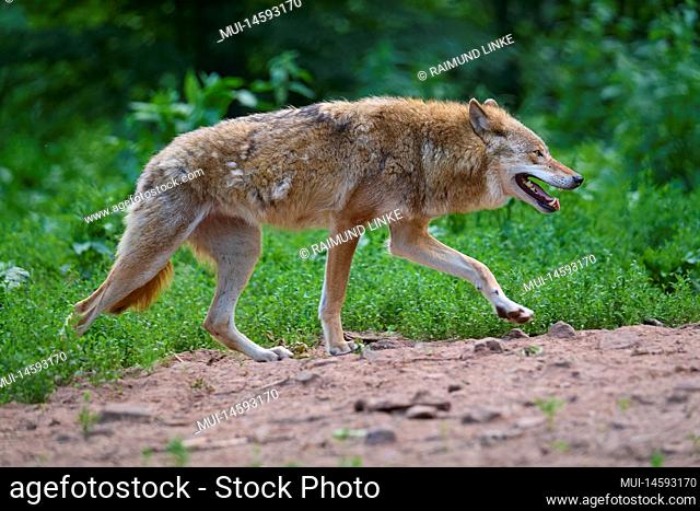 Wolf (Canis lupus), running, captive