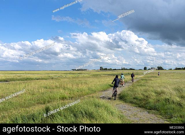 Cyclists in the salt marshes, Fedderwardersiel, Lower Saxony, Germany, Europe