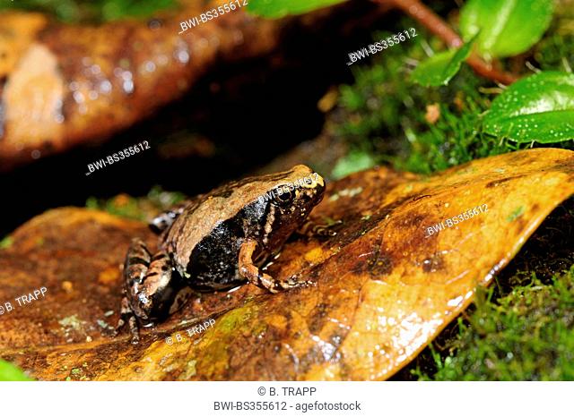 Ornate Narrow-mouthed Frog (Microhyla ornata), on a withered leaf, Sri Lanka, Nationalpark Sinharaja Forest