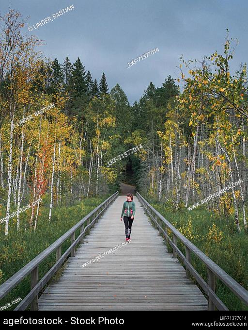 Woman walks on boardwalk with birch trees with autumn leaves in Tyresta National Park in Sweden