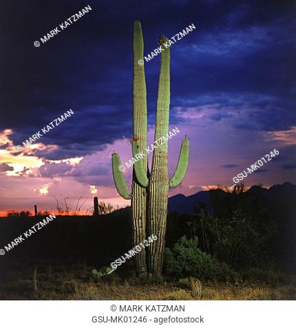 blooming Saguaro cactus at sunset, Saguaro National Monument, Arizona