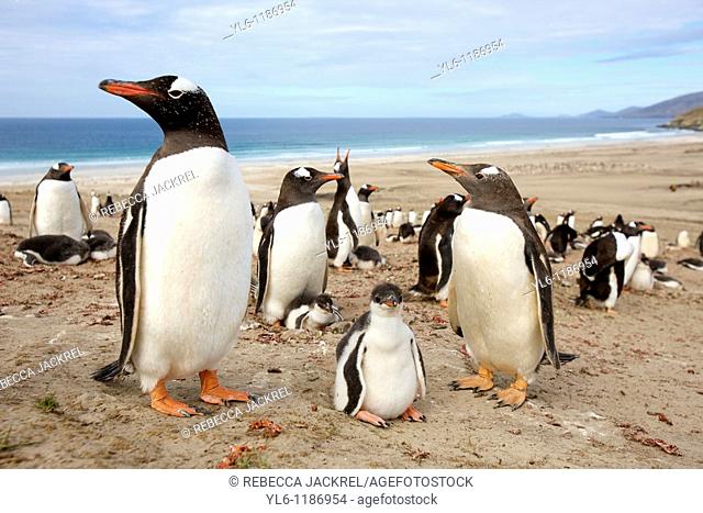 South America, Falkland Islands, Saunders Island, the Neck  Gentoo Penguin colony