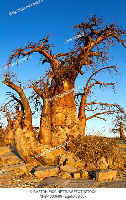 Baobabs (Adansonia digitata), Kubu Island, in the south west of Sowa pan, Makgadikgadi Pans, Botswana, Africa