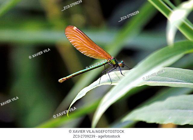 Orange dragonfly, Chartreuse, Isere, Rhone Alpes, Alps, France