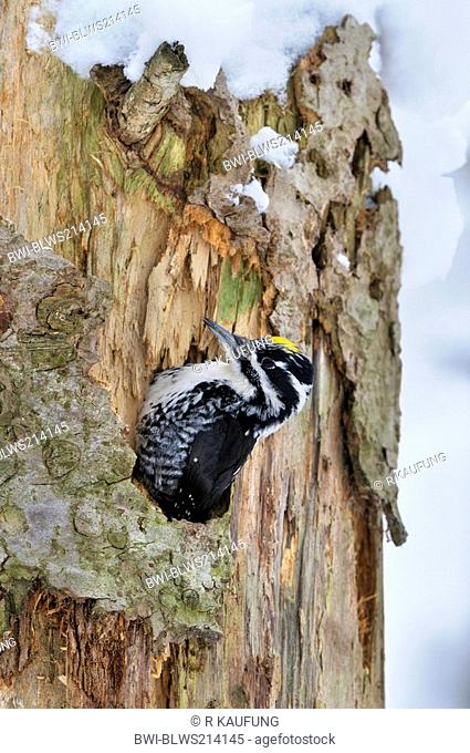 three-toed woodpecker Picoides tridactylus, Woodpecker male climbing in tree hole