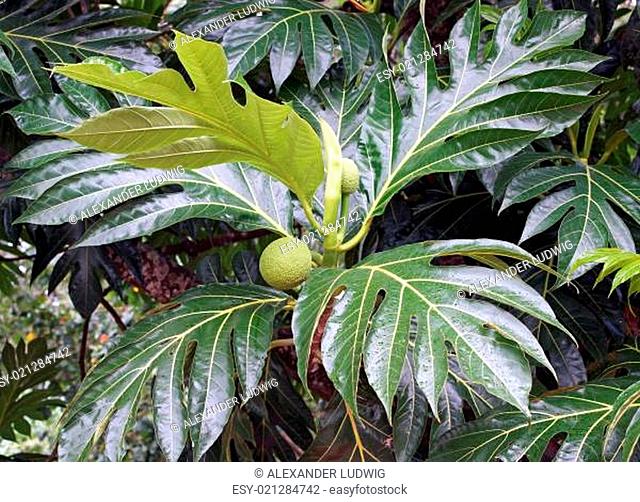 Brotfruchtbaum, Karibik, Mittelamerika