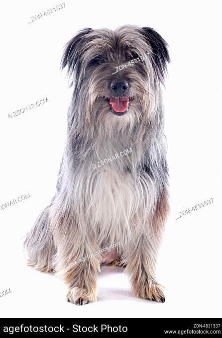 portrait of a pyrenean sheepdog in front of a white background