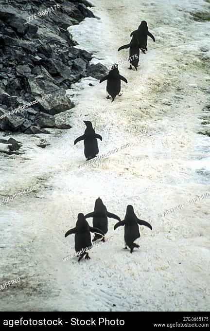 A waddle of Adélie penguins returning home. Antarctica