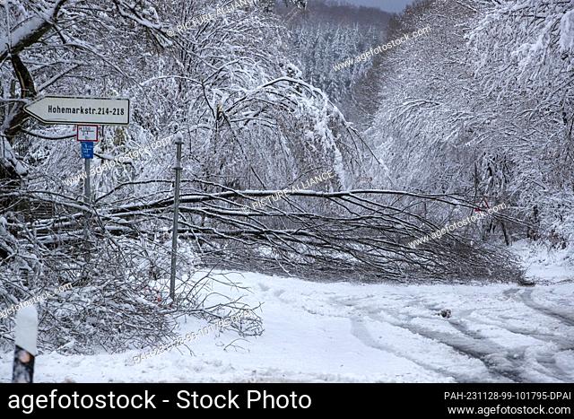 28 November 2023, Hesse, Oberursel: A fallen tree is blocking the L3008 federal highway in the direction of Taunus-Feldberg