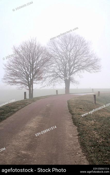 Nebellandschaft mit Bäumen am Straßenrand einer Dorfstraße in Deutschland im Winter