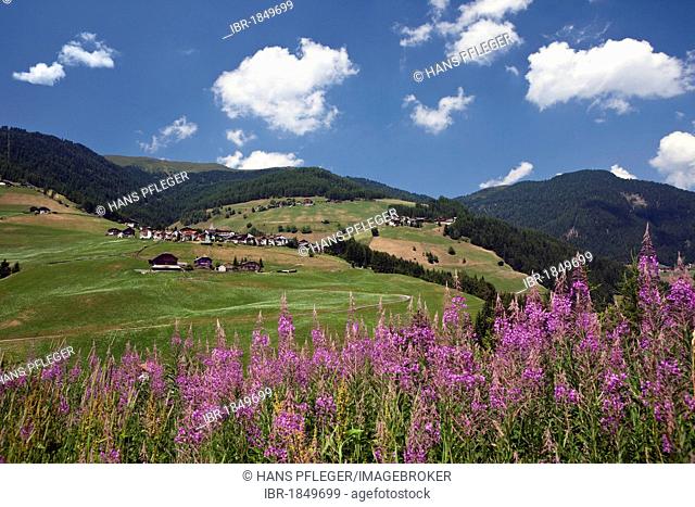 Fireweed at Antermoia, Dolomites, South Tyrol, Italy, Europe