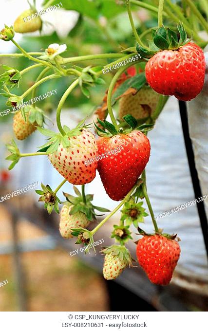 A strawberry tree