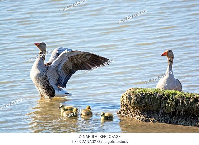 Italy, Friuli, Isonzo Estuary Regional Park, Isola della Cona Bird Sanctuary, greylag goose (Anser anser), chicks