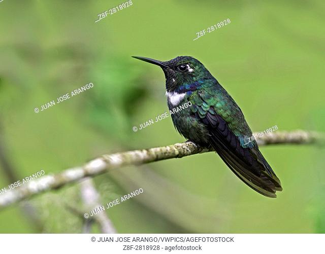 Wedge-billed Hummingbird (Schistes geoffroyi), Reserva Rio Blanco, Manizales, Caldas