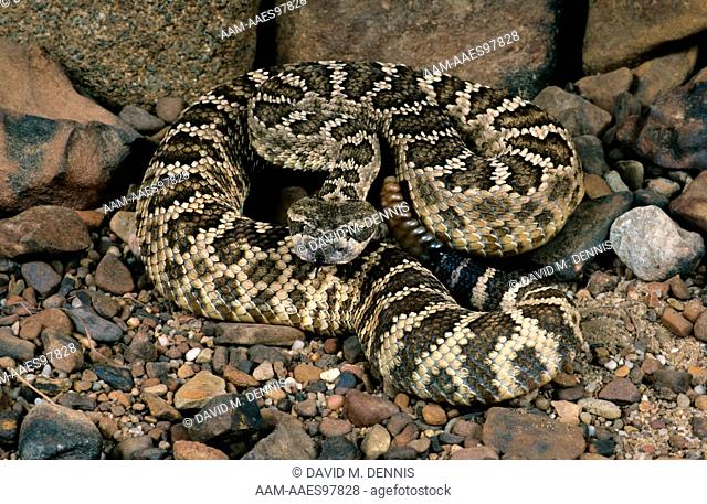 S. Pacific Rattlesnake (Crotalus viridus helleri), S. CA & Baja