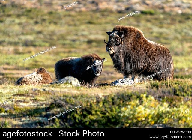 Three musk oxen (Ovibos moschatus), stand on the tundra in Dovrefjell National Park, Norway