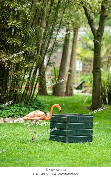 Beautiful pink Caribbean flamingo getting food from a feeder in a zoo