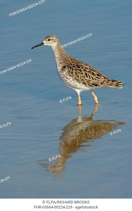 Ruff Philomachus pugnax adult female, wading in water with reflection, Lesvos, Greece, april